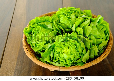 fresh hydroponic butter head vegetable salad