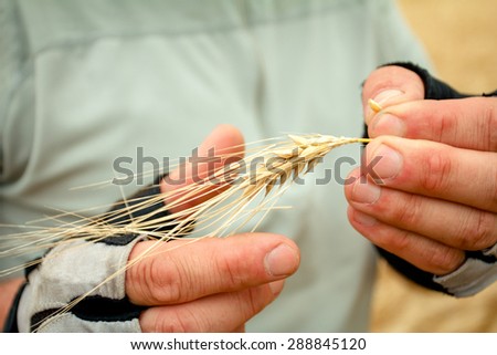 wheat hands