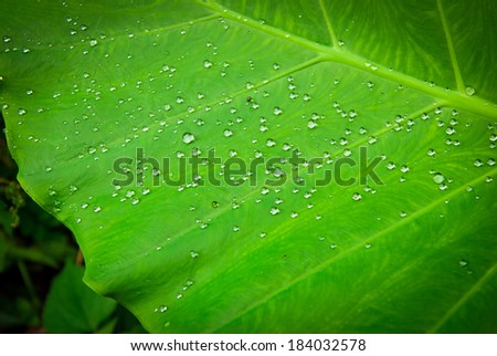 Tropical leave and water drops detail