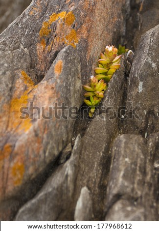 Tiny plants fighting for survival while clinging to a rock face.
