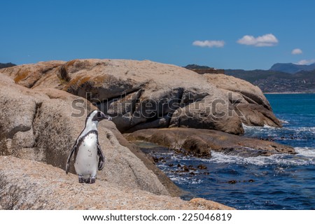 A Penguin at Boulders Beach, Cape Town, South Africa