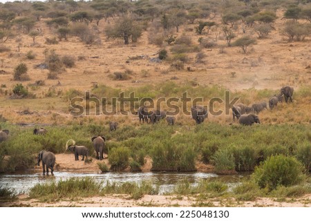 A herd of elephants coming down to the river to drink in The Kruger National Park, South Africa.