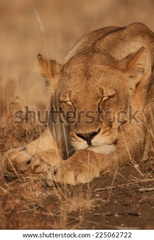 A lioness sleeping during the day in the Kruger National Park, South Africa