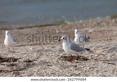 Seagulls on sea beach at sun day