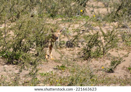 Desert fox in Valle de la Luna, Argentina.