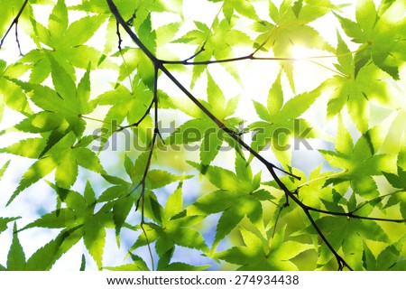 Green Japanese maple leaves on branches against sunlight. Sun flare effect and soft focus technique is applied.