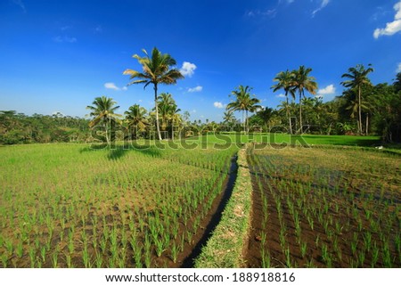 Rice terrace Bali Island indonesia tree plant field green