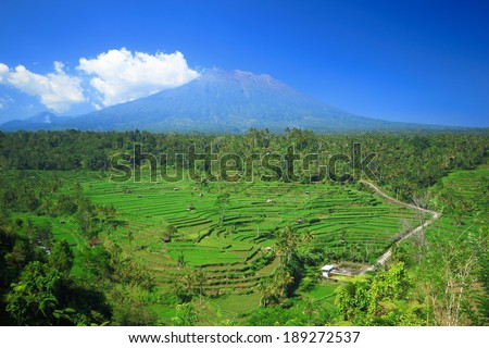 Rice terrace Bali Island Indonesia tree plant field green