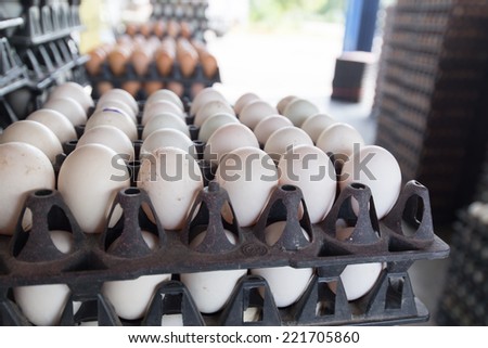 Eggs preserved in panel wholesale market