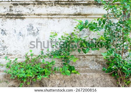 Grunge texture rough of cement old wall and plant on wall.