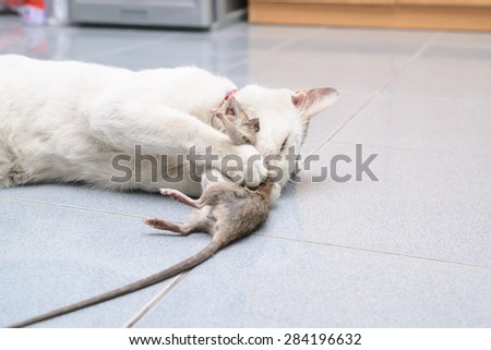 White cat catching and biting mouse, rat in the house