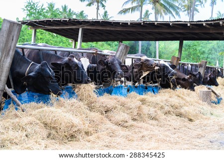 cows in a farm, Dairy cows eating in a farm, location Thailand