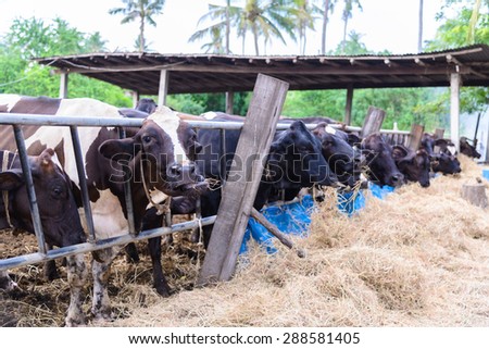 cows in a farm, Dairy cows eating in a farm, location Thailand