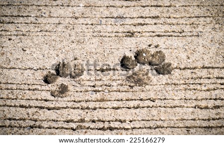 Background, Dog footprint on concrete.