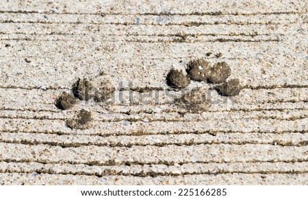Dog footprint on concrete.