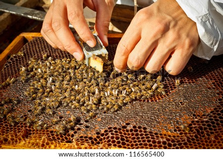 Beekeeper introducing a new queen bee in an introduction cage