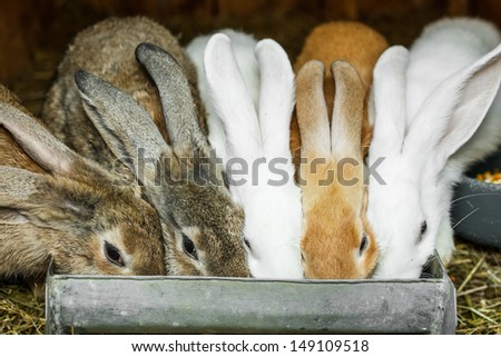 Small rabbits in cage drinking