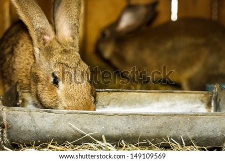 Brown dwarf rabbit in a cage drinking