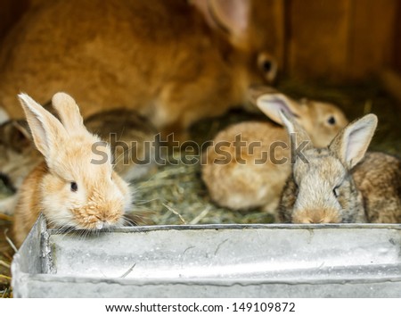 Young rabbits in a hutch