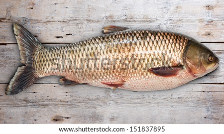 Grass carp fish on old wooden background