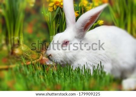 Little white rabbit, spring flowers on background blured