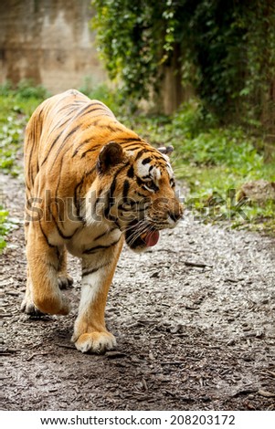 Young bengal tiger walking in zoo area