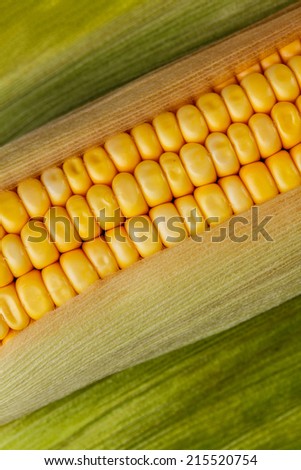 Maize cob detail between green leaves