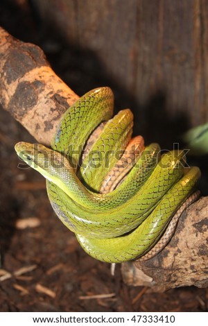 Colorful Green Tree Snake, Dendrelaphis Punctulatus Sto