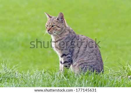 Beautiful Polish cat looks away on the countryside.