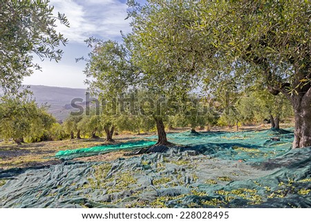 olive grove in the day of the olive harvest. on the ground can be seen the nets ready for the fall of the olives