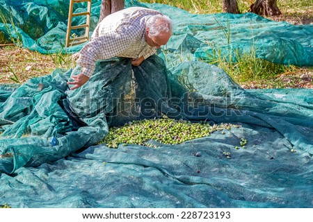 old farmer who picks olives with a net on a sunny day. olive harvest in Sicily