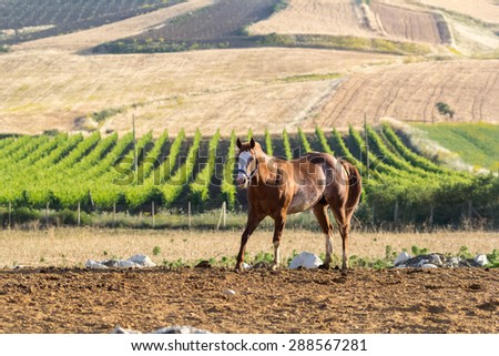 Brown Stallion in Sicily with vineyard on the background. Warm natural light.