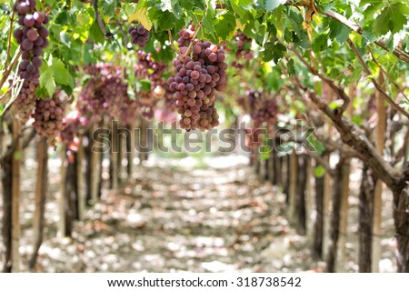 Dessert Grape, ripe and ready for harvest. Variety \