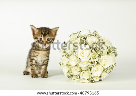 stock photo White roses wedding bouquet and a young cute cat