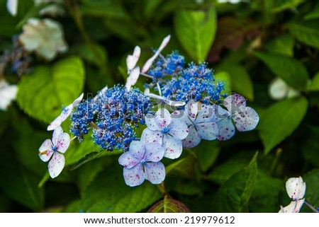 Hydrangea macrophylla - Tokyo Delight blue