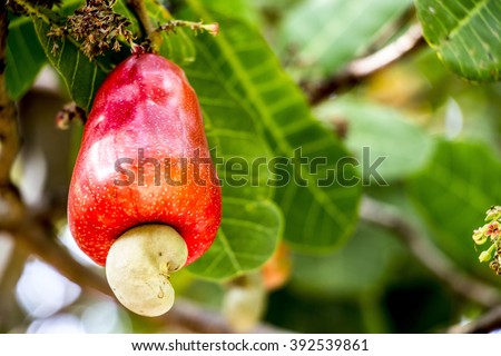 Nut Tree Cashew Growing Nuts