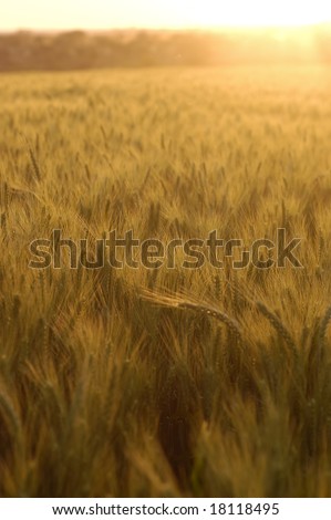 Golden yellow wheat plantation at sunrise
