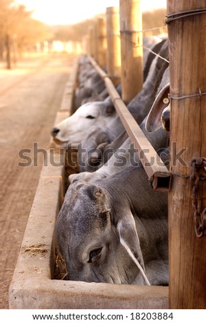 A herd of Brahmans at feeding time with selective focus