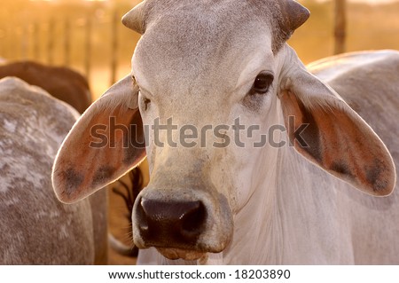 Brahman Clipart