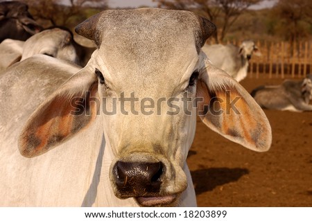 Close up of a Brahman just after feeding time