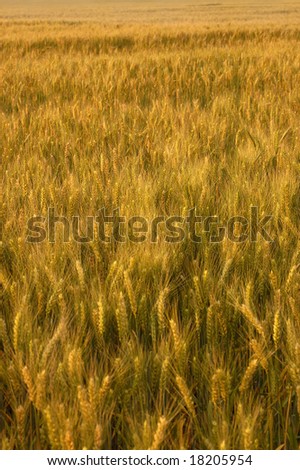 Golden wheat plantation with selective focus