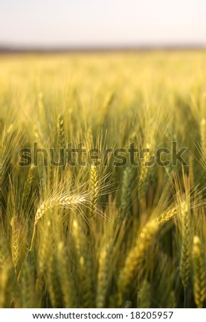 Golden yellow wheat plantation at sunset