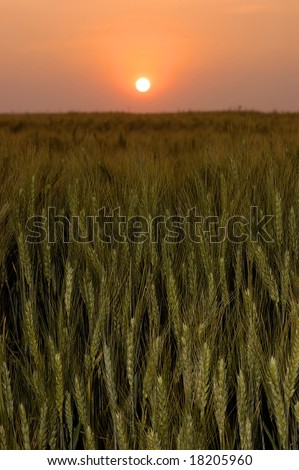 Sunrise over a wheat field with selective focus