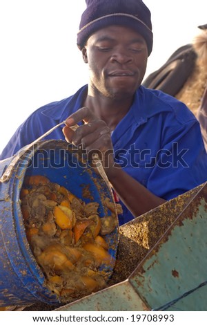 A farm worker grinding oranges for the cattle feed