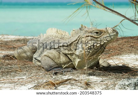 portrait of the dragon iguanas basking on the beach at the background of azure ocean