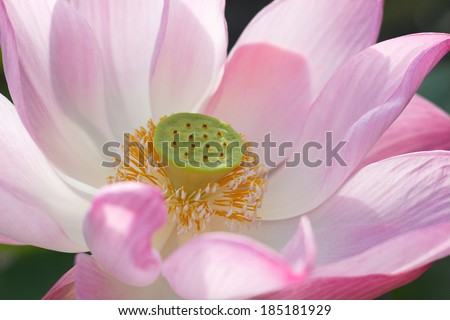 Lotus flower pink on black background