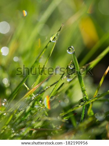 Fresh morning dew on a grass in early morning