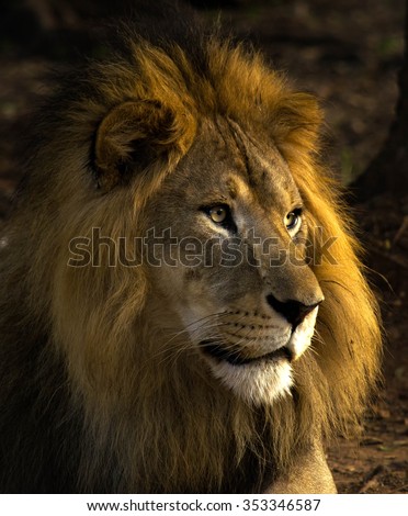 The King of India\
The light of the evening sun and the intense look of this gentle man is the one which makes it special