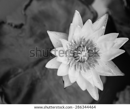 lotus blossom black and white filter top view