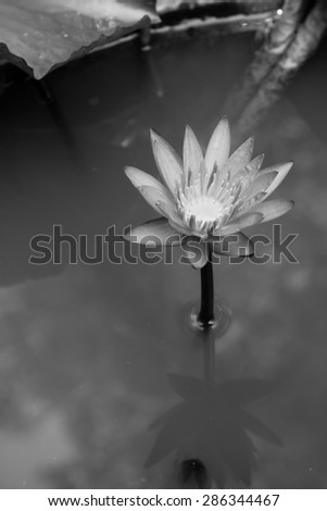 lotus blossom black and white filter top view